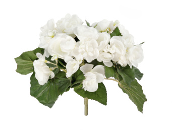 Бегония куст белый