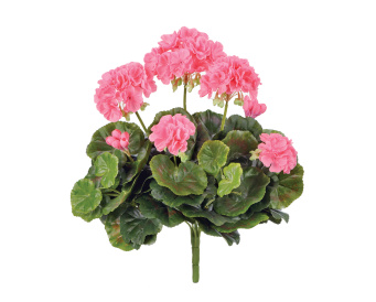 Герань ярко-розовая цветущий куст