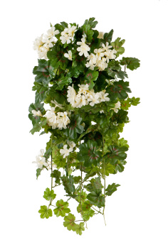 Герань ампельная кремовая