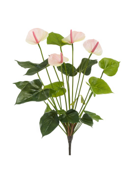 Антуриум куст де люкс крем-нежно-розово-лаймовый