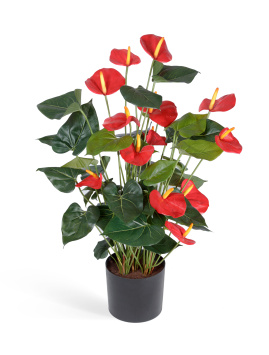 Антуриум Де Люкс большой куст красный в кашпо