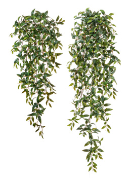 Традесканция зелёная ампельная