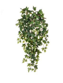 Английский плющ Новый