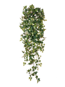 Английский плющ Новый