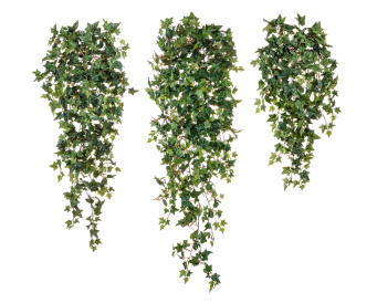 Английский плющ Новый