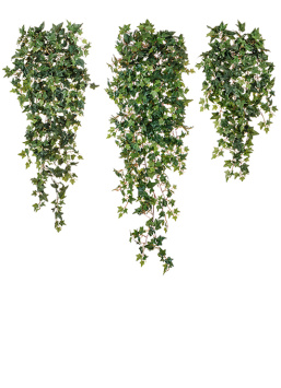 Английский плющ Новый