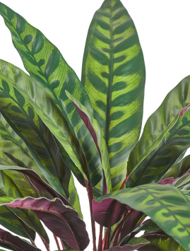 Калатея узколистная Лансифолия куст