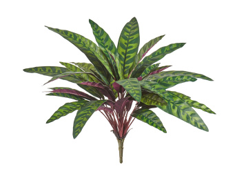 Калатея узколистная Лансифолия куст