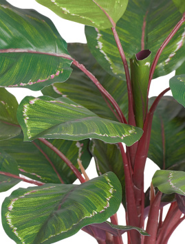 Калатея Розеопикта Грин куст