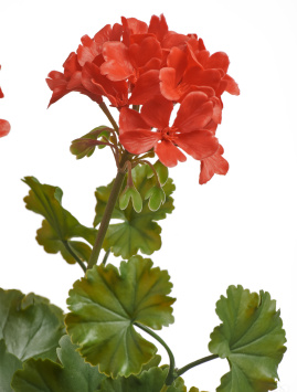 Герань красная цветущий куст (UV-фильтр)