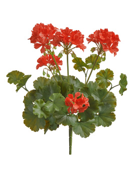 Герань красная цветущий куст (UV-фильтр)