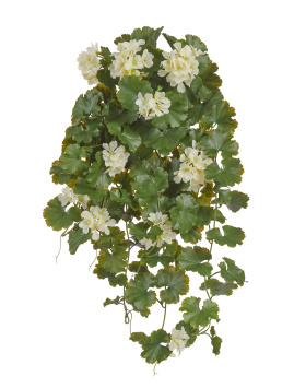 Герань ампельная кремовая (UV-фильтр)