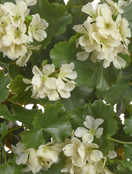 Герань ампельная кремовая (UV-фильтр)