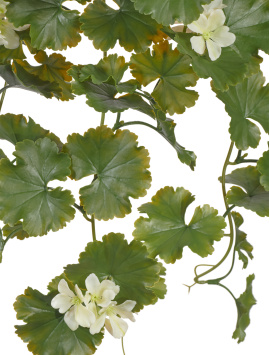 Герань ампельная кремовая (UV-фильтр)