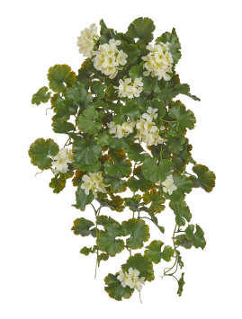 Герань ампельная кремовая (UV-фильтр)