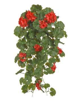 Герань ампельная красная (UV-фильтр)