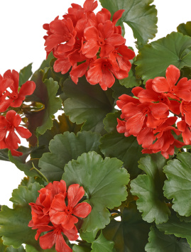 Герань ампельная красная (UV-фильтр)