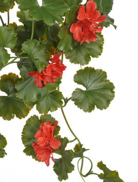 Герань ампельная красная (UV-фильтр)