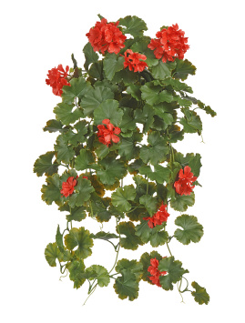 Герань ампельная красная (UV-фильтр)