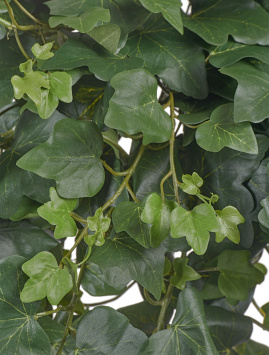 Английский плющ (серия FR - огнезащита)