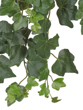 Английский плющ (серия FR - огнезащита)