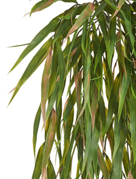 Эвкалипт узколистный ампельный зелёный с розовым