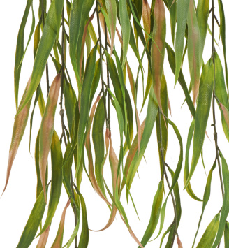 Эвкалипт узколистный ампельный зелёный с розовым