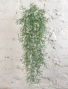 Аспарагус Шпренгера куст св. серый припылённый ампельный