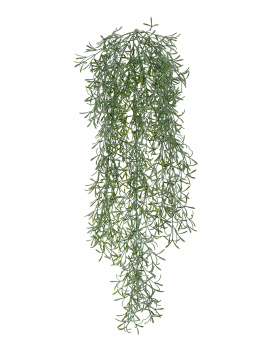 Аспарагус Шпренгера куст св. серый припылённый ампельный