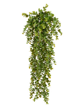 Эвкалипт зелёный большой куст ампельный