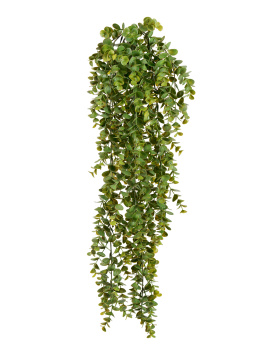 Эвкалипт зелёный большой куст ампельный