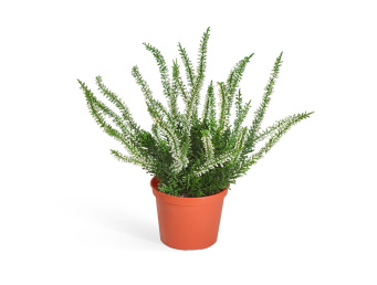 Эрика (вереск) куст белый