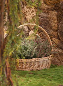 Эрика (вереск) большой куст белый