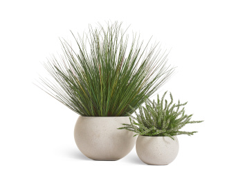 Эрика (вереск) большой куст белый