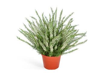 Эрика (вереск) большой куст белый