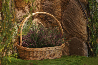 Эрика (вереск) большой куст нежно-розовый