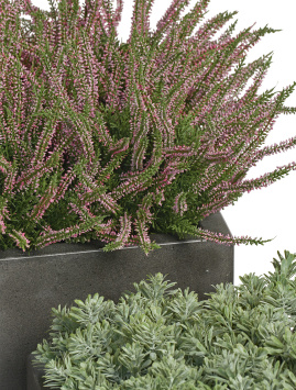 Эрика (вереск) большой куст нежно-розовый