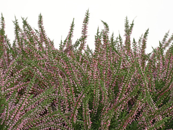 Эрика (вереск) большой куст нежно-розовый