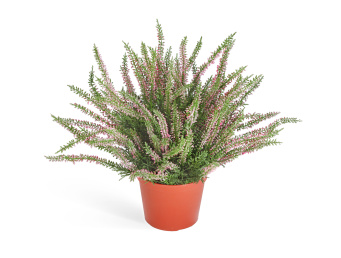 Эрика (вереск) большой куст нежно-розовый