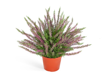 Эрика (вереск) большой куст тёмно-сиреневый