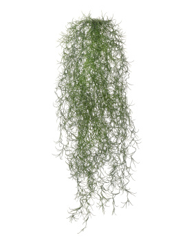 Тилландсия-паутинка серо-зелёная