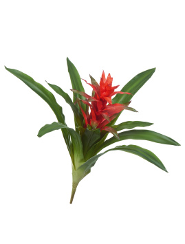 Гусмания с красным цветком