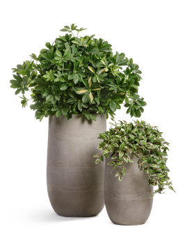 Кашпо TREEZ ERGO - Graphics - Высокая округлая чаша - Капучино