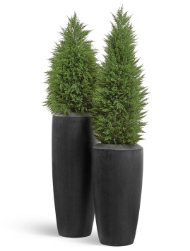 Сет № 12 - Кипарисы в кашпо Treez Effectory Quartz Высокий конус Design