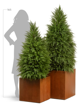 Сет № 79 - Композиция кипарисы в кубах Treez Effectory Corten Steel