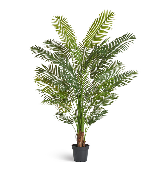 Пальма Арека Хризалидокарпус New