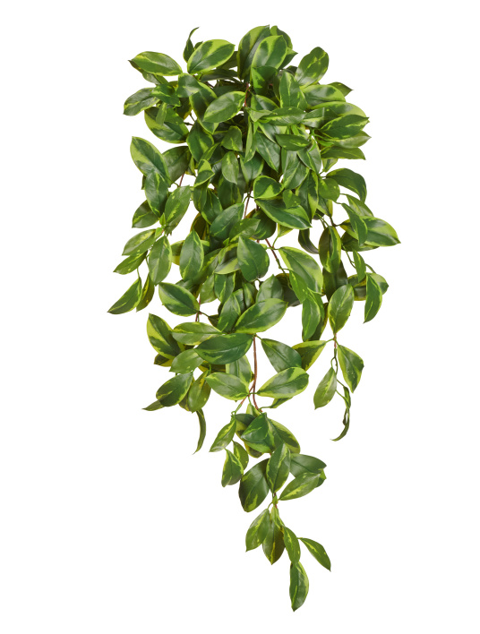 Фагрея Цейлоника вариегатная ампельная (Sensitive Botanic)