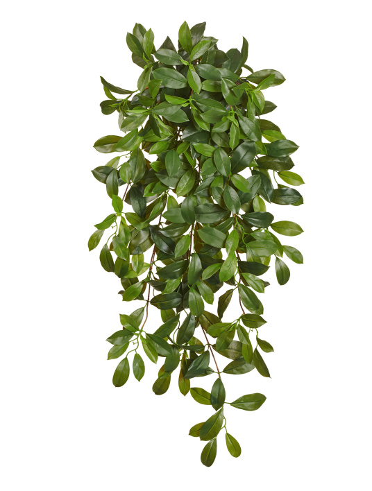 Фагрея Цейлоника большая зелёная ампельная (Sensitive Botanic)