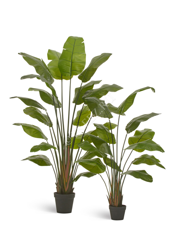 Стрелиция Traveller (Sensitive Botanic) фото