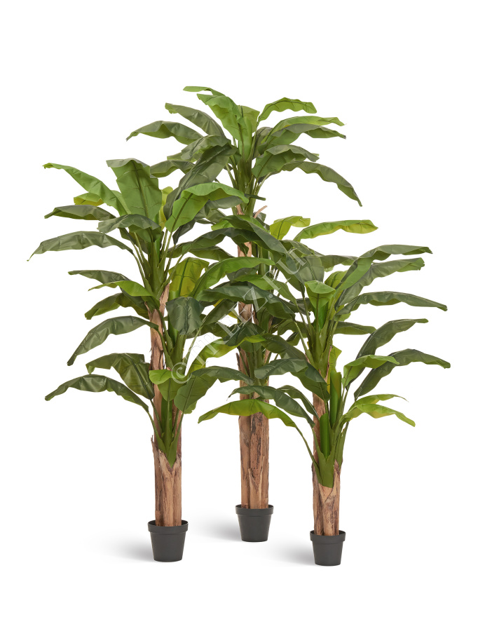 Банановое дерево  фото